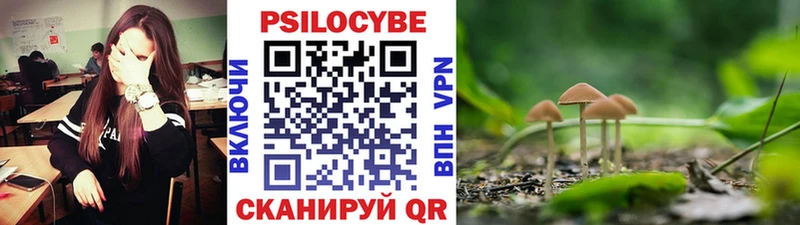 Купить где  Тетюши  Псилоцибиновые грибы Psilocybe 